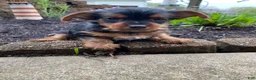 Yorkshire Terrier dogs for sale: Tommy - Ad 15