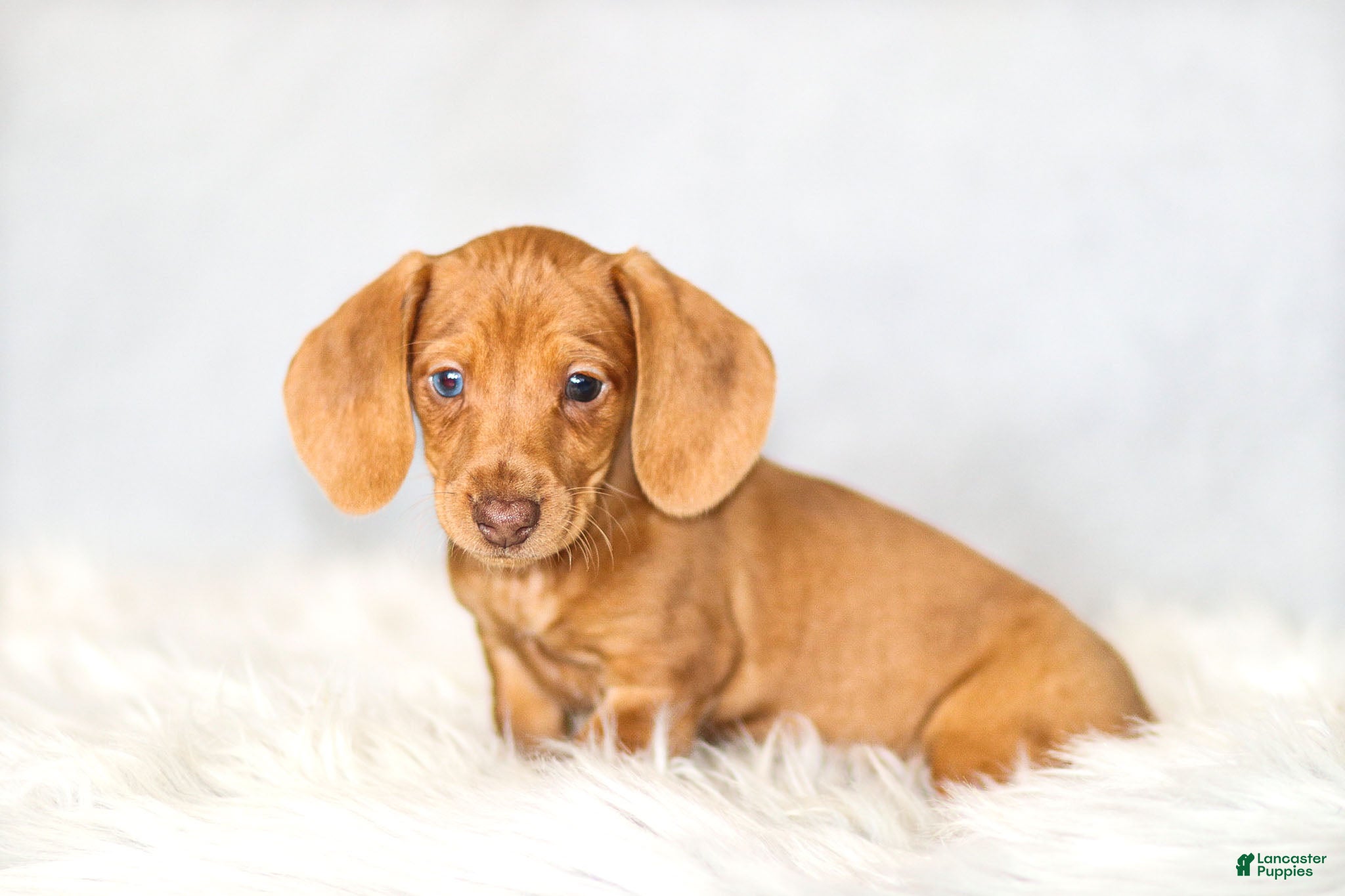 Miniature Dachshund dogs Meredith - Ad 35