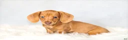 Miniature Dachshund dogs for sale: Meredith - Ad 1
