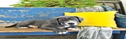 Great Dane dogs for sale: Duke - Ad 3