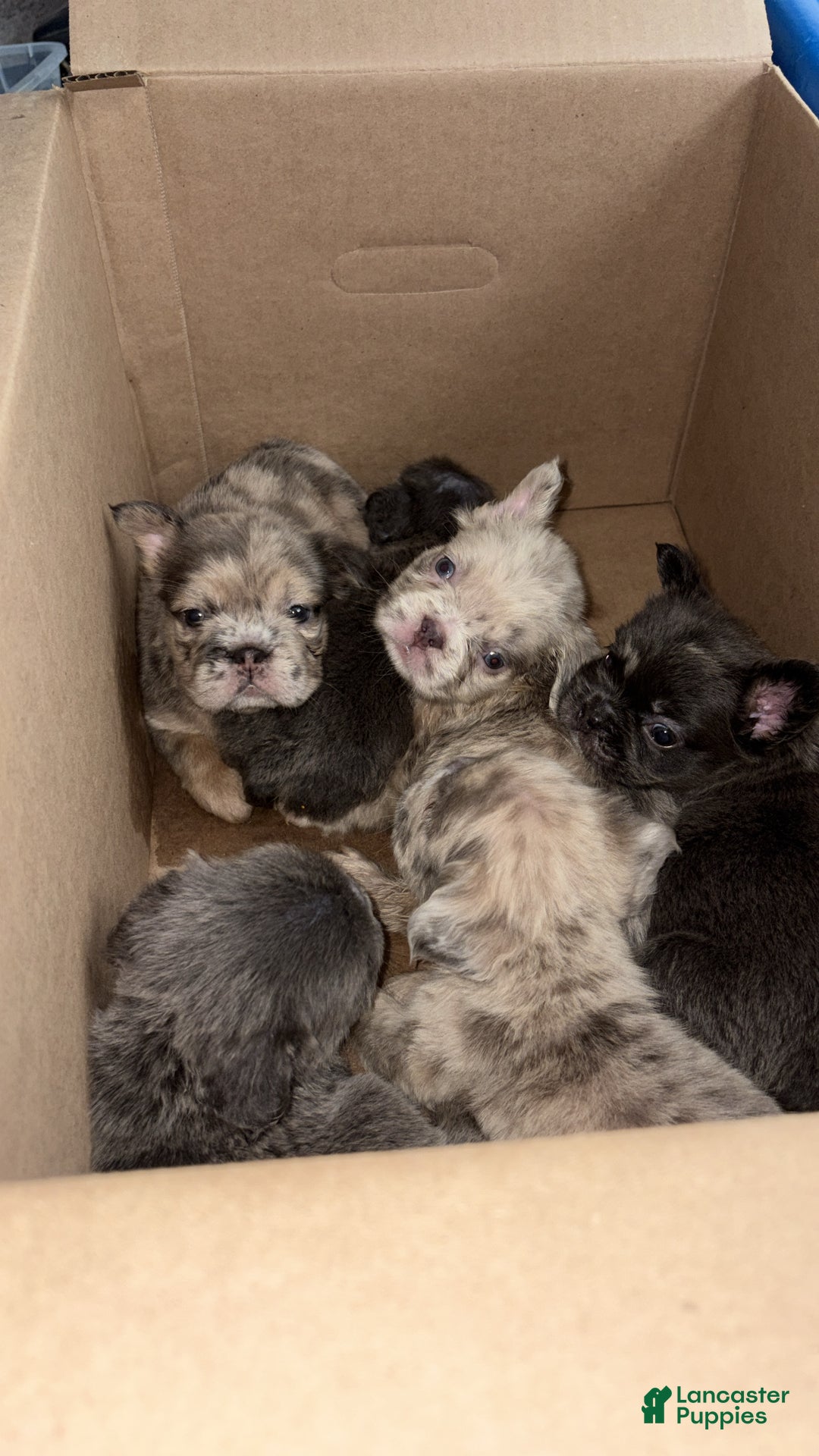 French Bulldog dogs for sale: Minnie - Ad 3