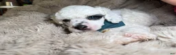 Toy Poodle dogs for sale: AKC petey - Ad 3