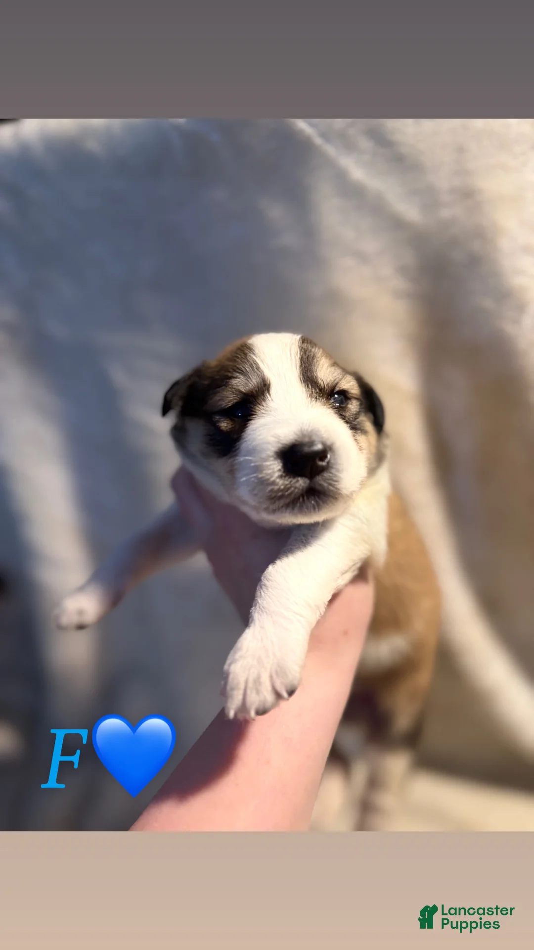 Mixed Breed dogs for sale: F! - Ad 1