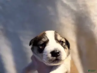 Mixed Breed dogs F! - Ad 4