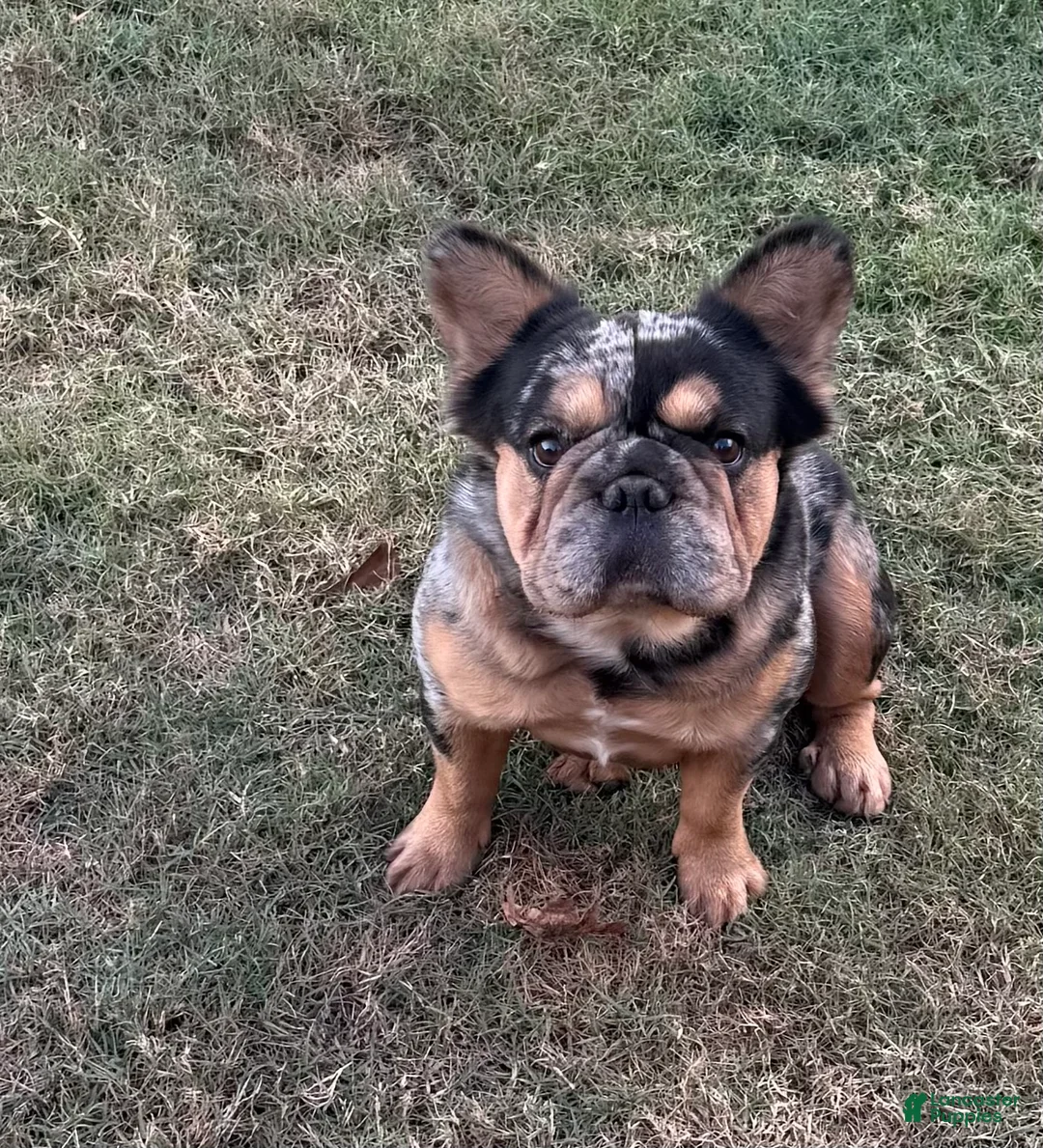 French Bulldog dogs for sale: French Bulldog Puppy 1 - Ad 5