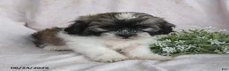 Teddy Bear dogs for sale: Emerson - Ad 7