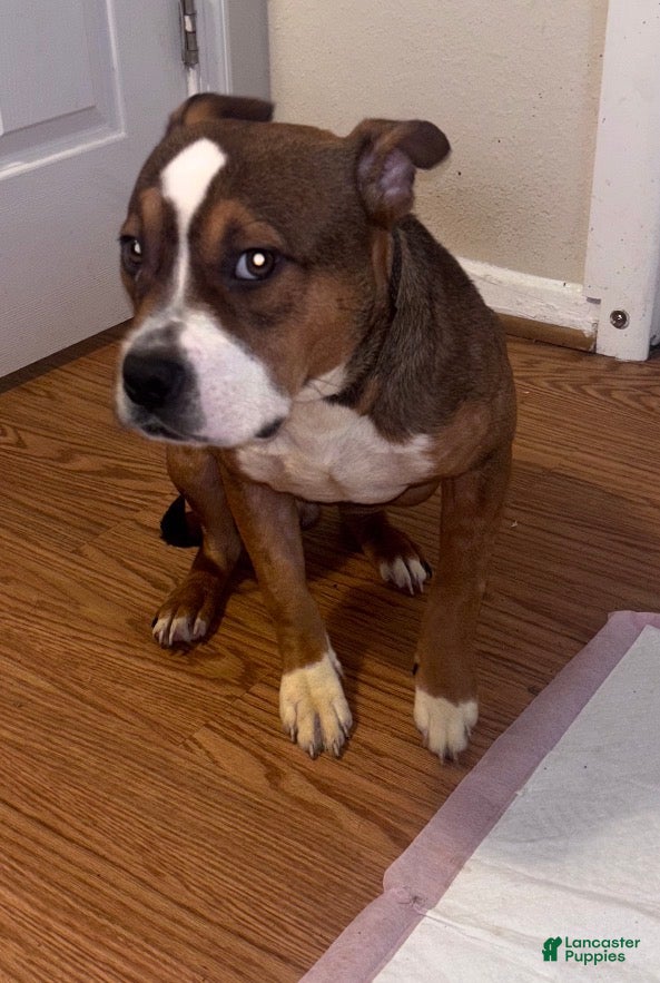 American Bully dogs Loving American Bully - Ad 10
