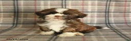 Shih Tzu dogs for sale: Toffee - Ad 2