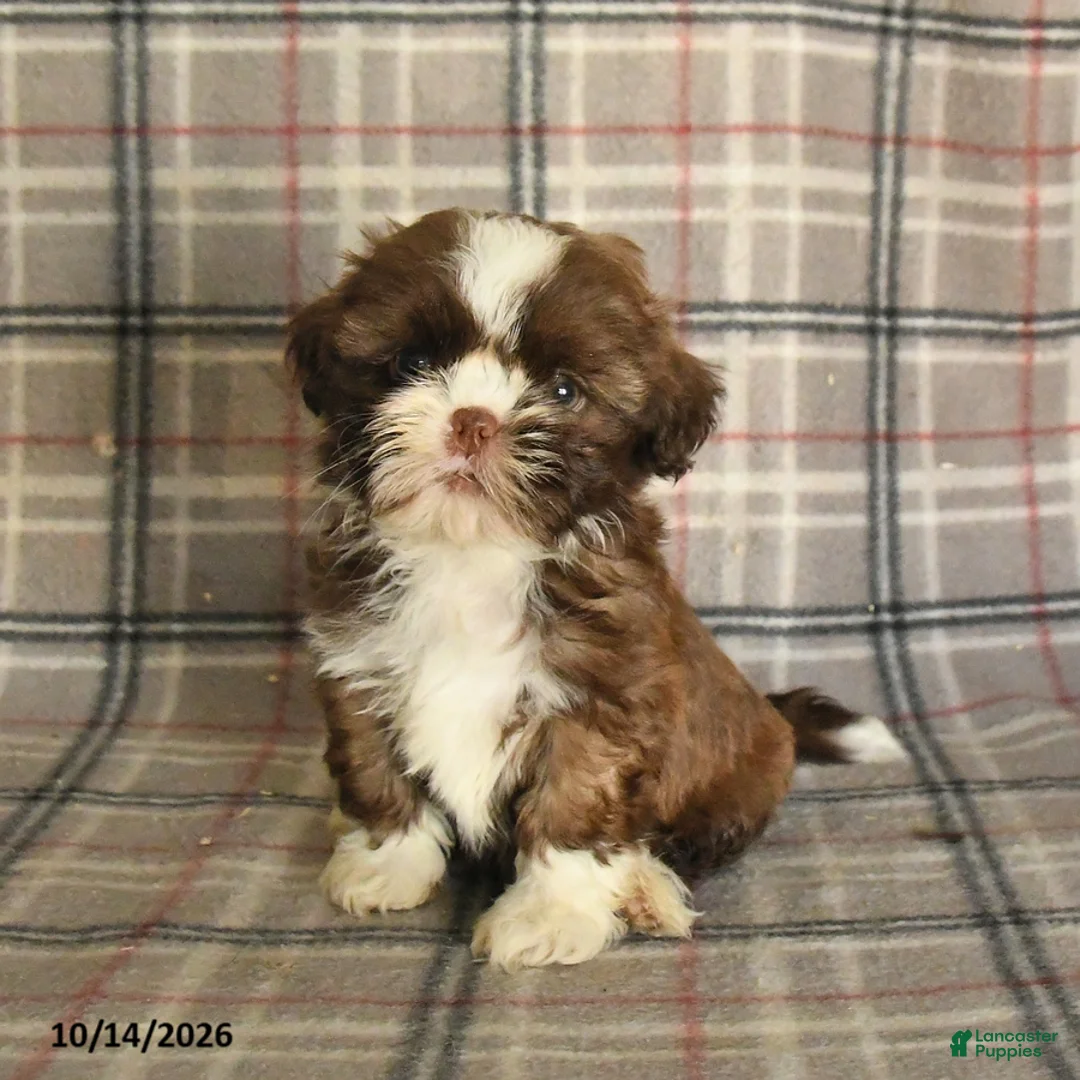 Shih Tzu dogs for sale: Toffee - Ad 2
