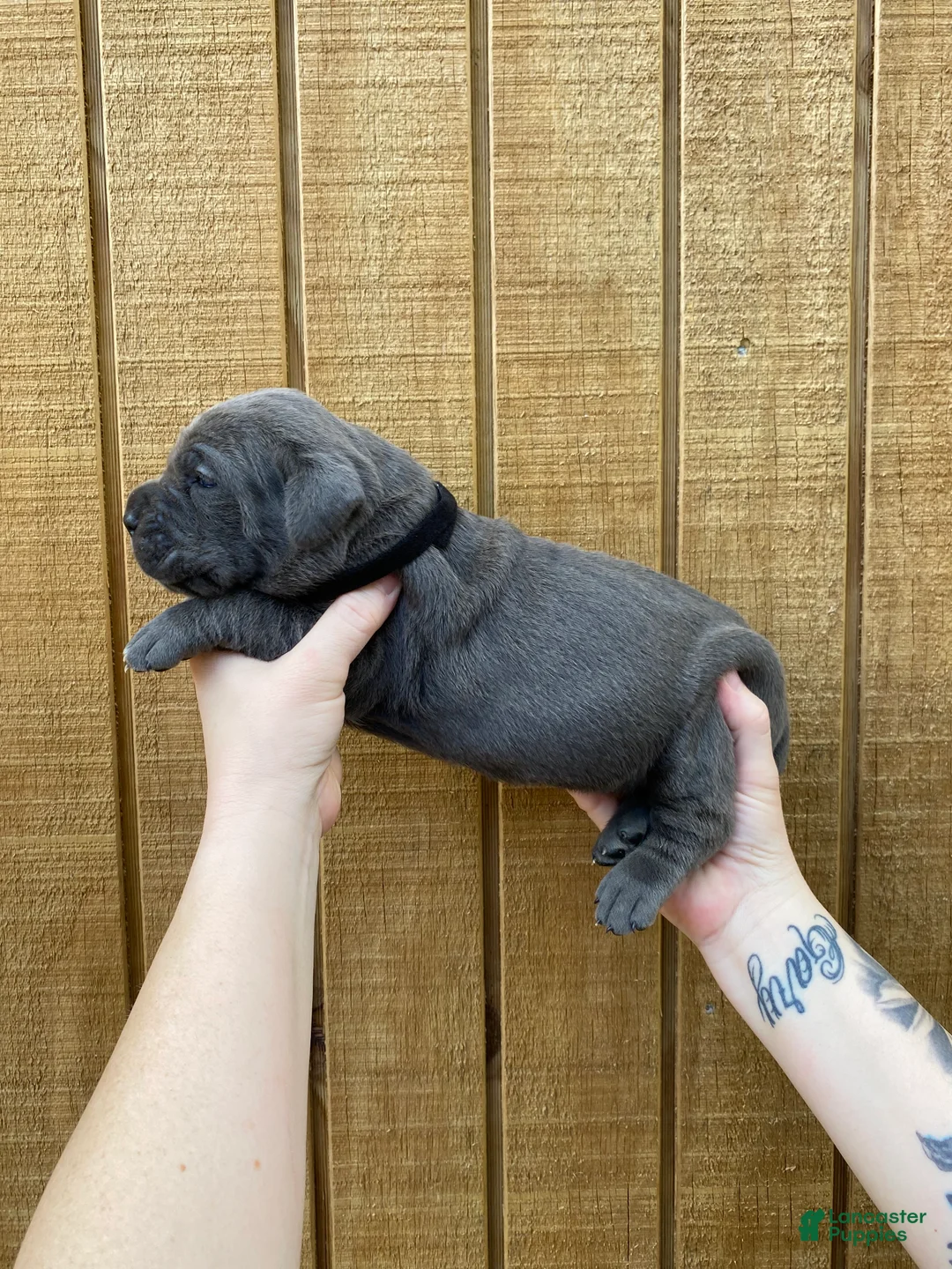 Cane Corso dogs for sale: Cane Corso Puppy 6 - Ad 1
