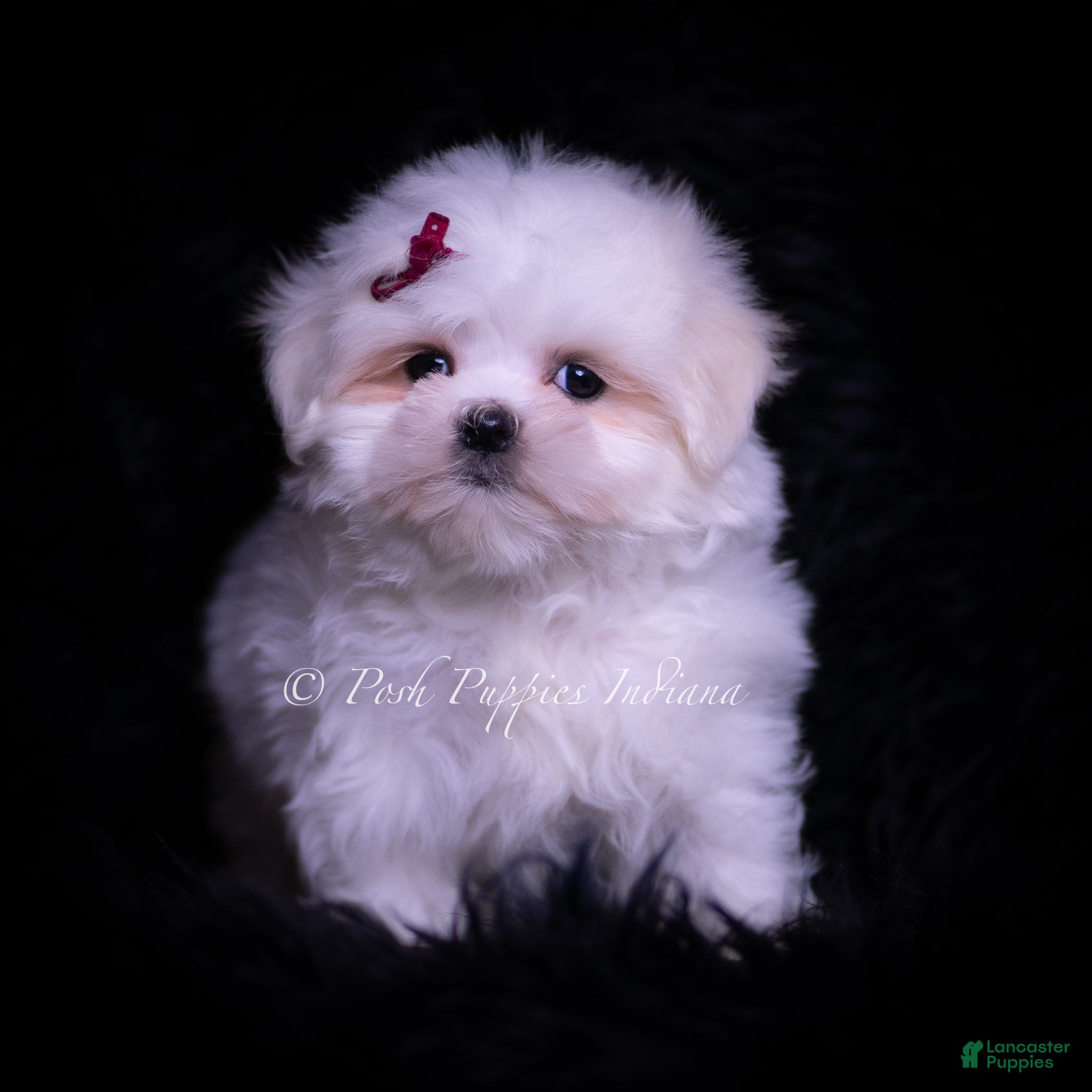 Maltese dogs Susie - Ad 2