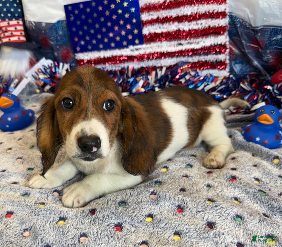 Miniature Dachshund dogs Marco - Ad 33