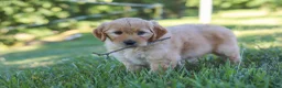 Mixed Breed dogs for sale: Jada - Ad 9