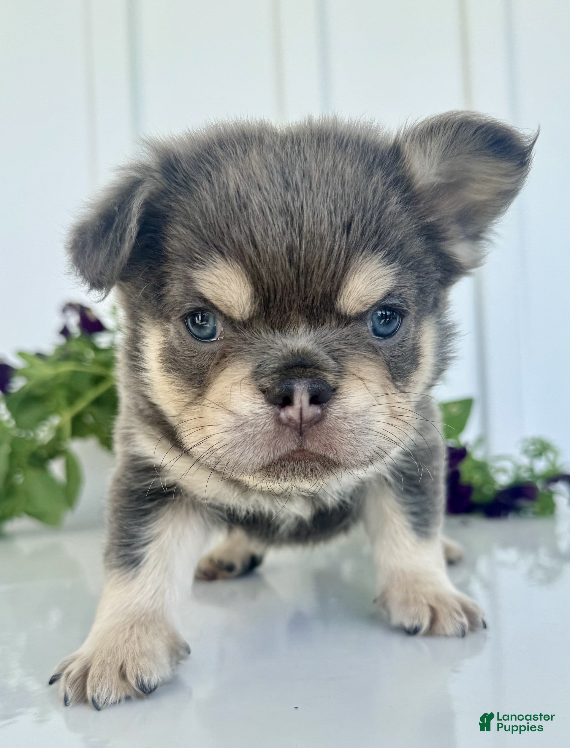 French Bulldog dogs Rolo - Ad 2