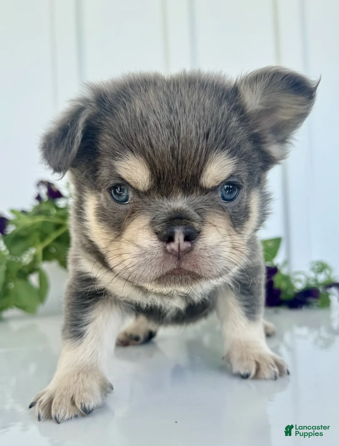 French Bulldog dogs for sale: Rolo - Ad 2