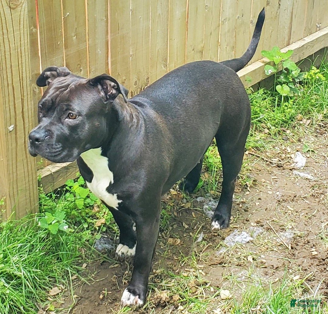 American Bulldog Staffy Cross Rottweiler Puppy For Sale American