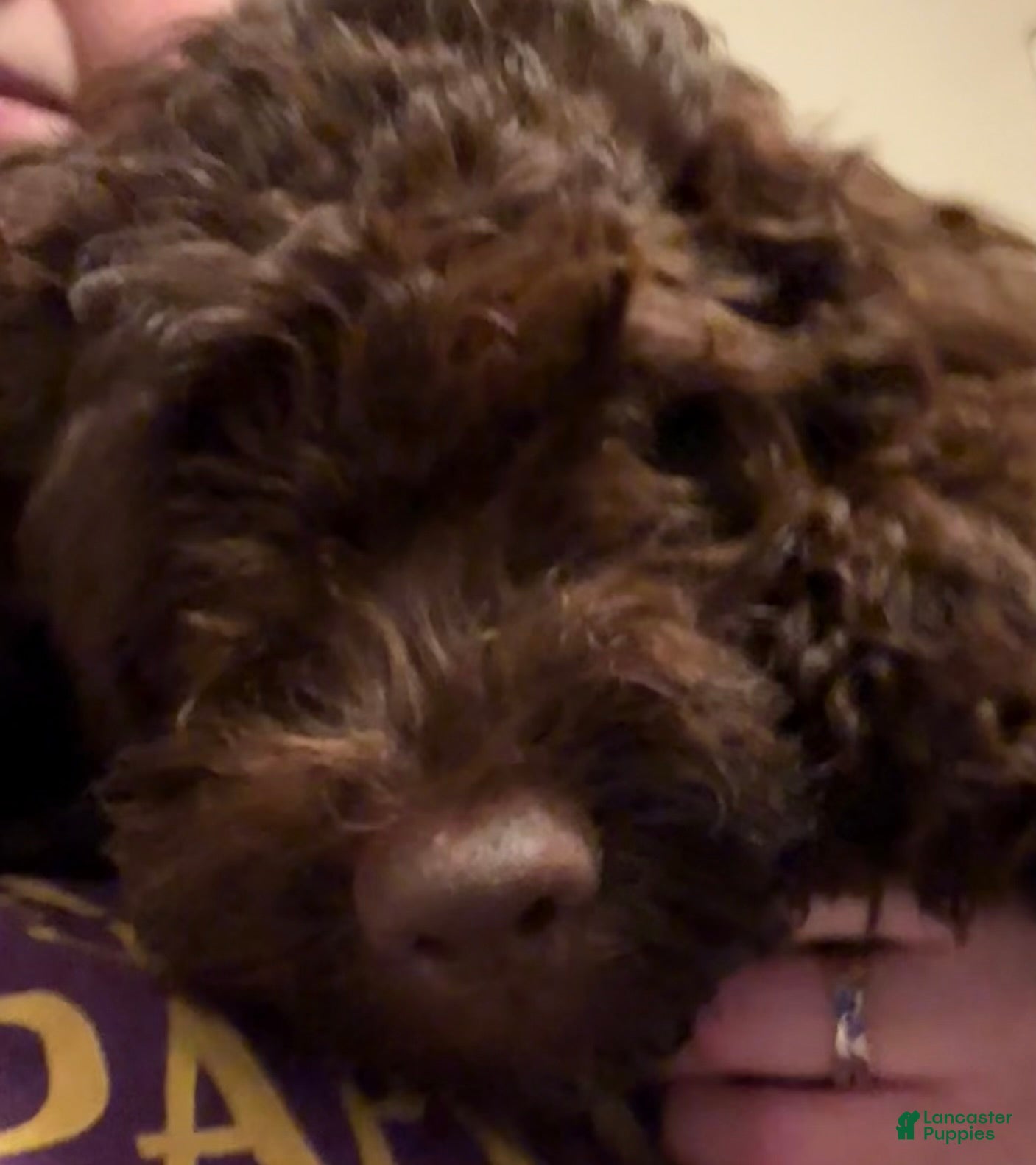 Cockapoo dogs Cockapoo Puppy 1 - Ad 1