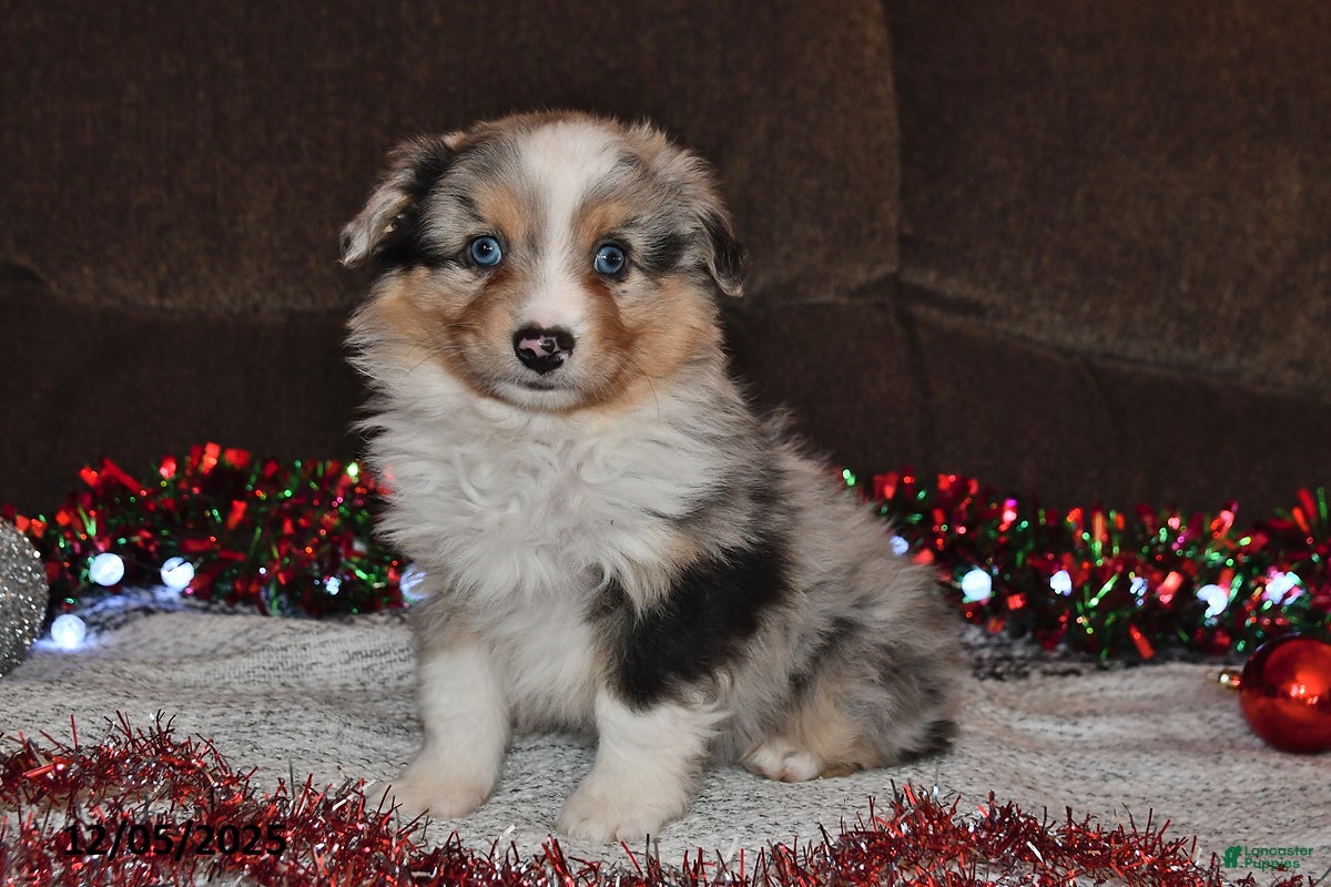 Miniature Australian Shepherd dogs Bubbles - Ad 27