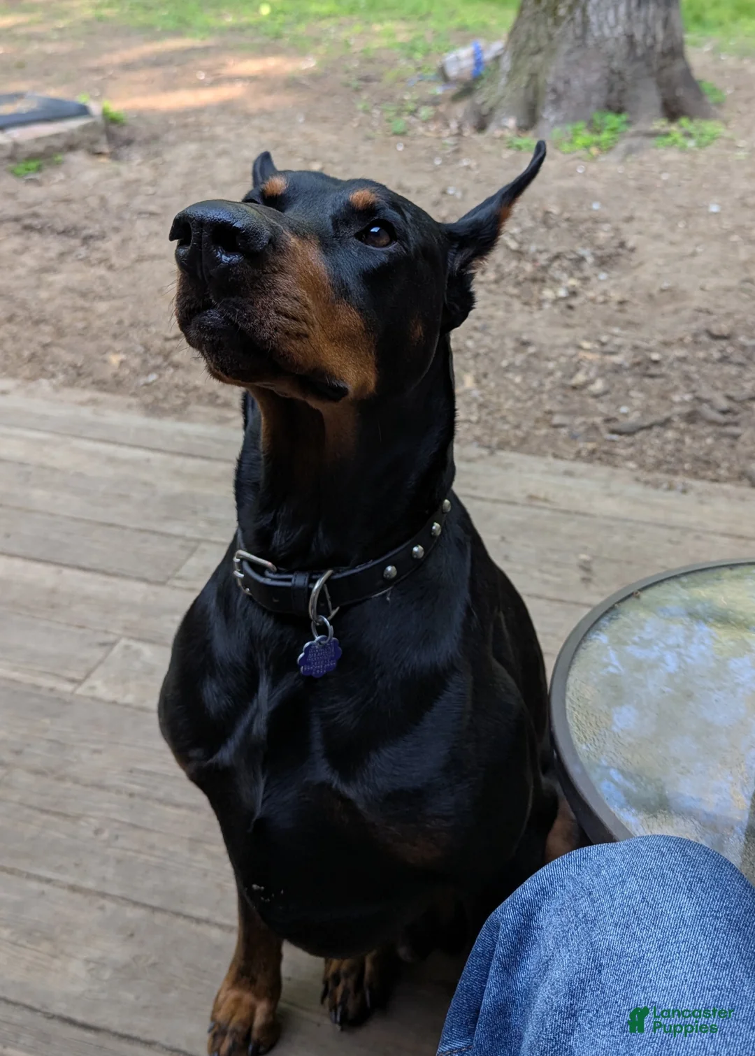 Doberman Pinscher dogs for sale: Red male red collar - Ad 9