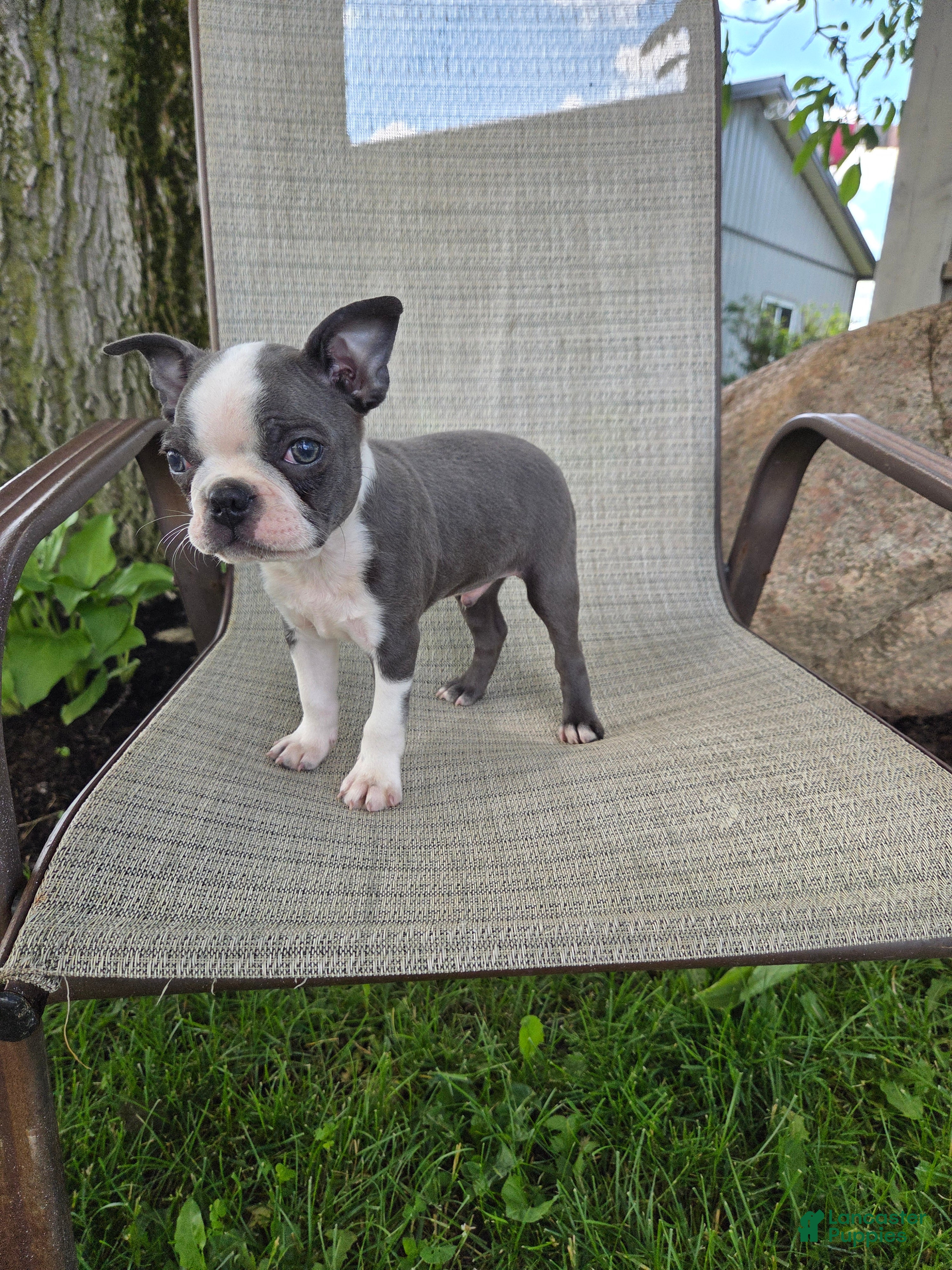 Boston Terrier dogs C.J. - Ad 2