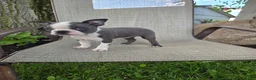 Boston Terrier dogs for sale: C.J. - Ad 2