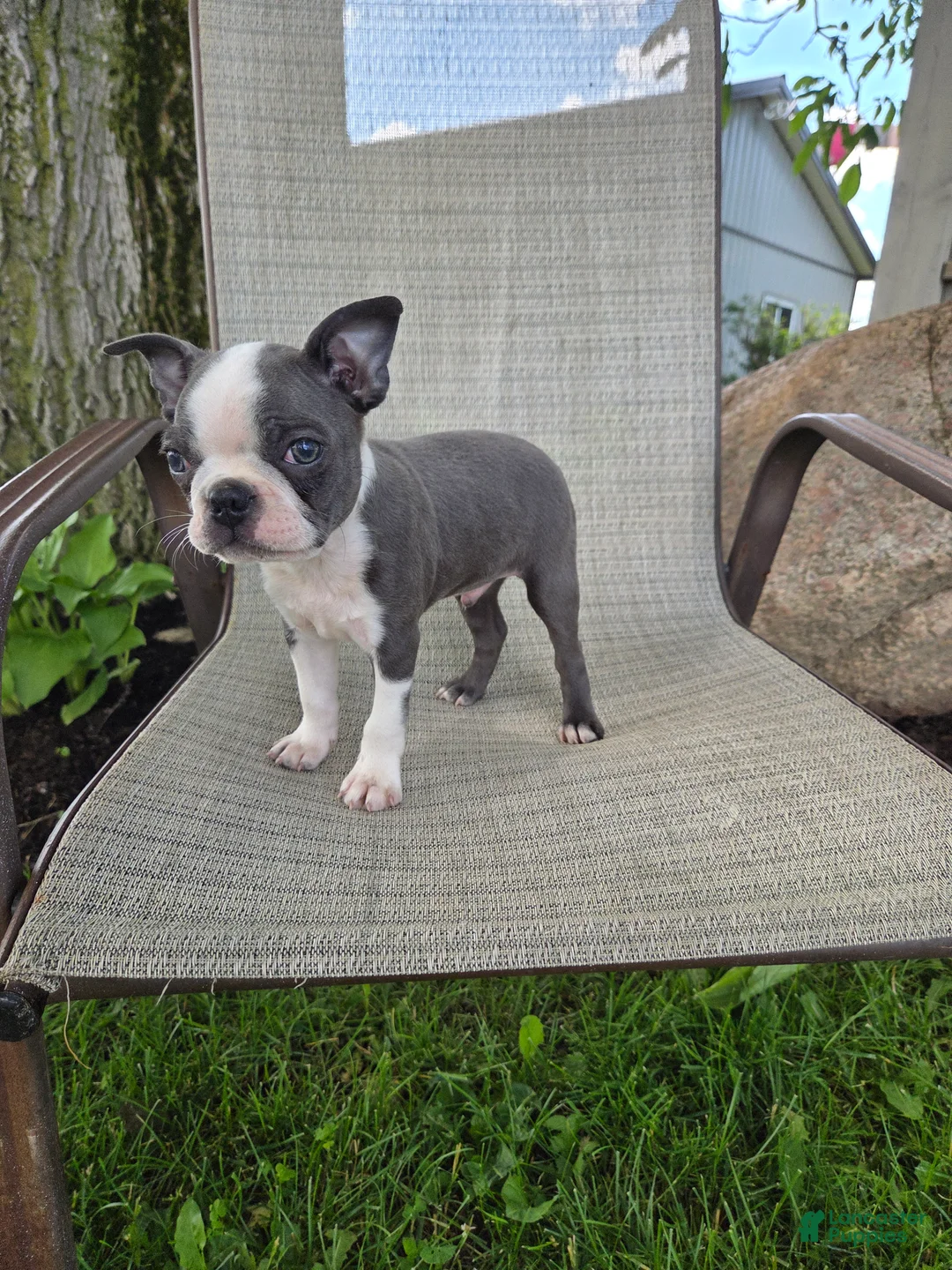Boston Terrier dogs for sale: C.J. - Ad 2