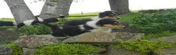 Collie dogs for sale: Agnes - Ad 4