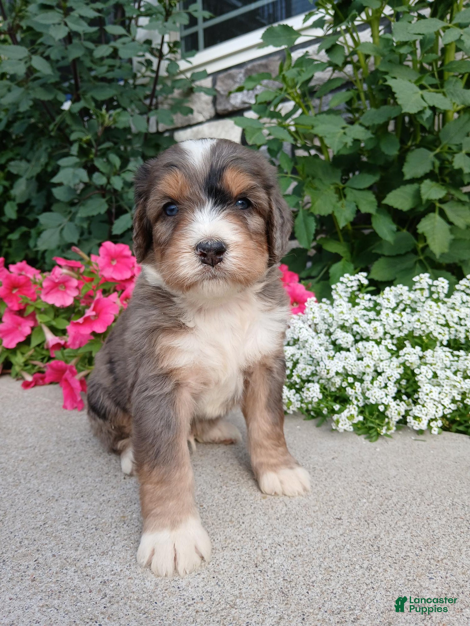 Bernedoodle dogs Larky - Ad 1