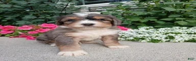 Larky