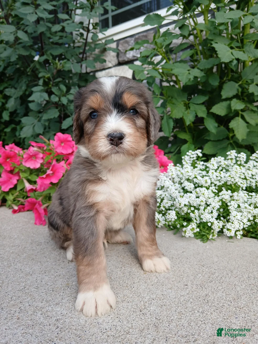 Bernedoodle dogs for sale: Larky - Ad 1