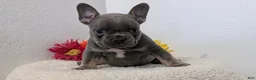 French Bulldog dogs for sale: Teddy - Ad 12