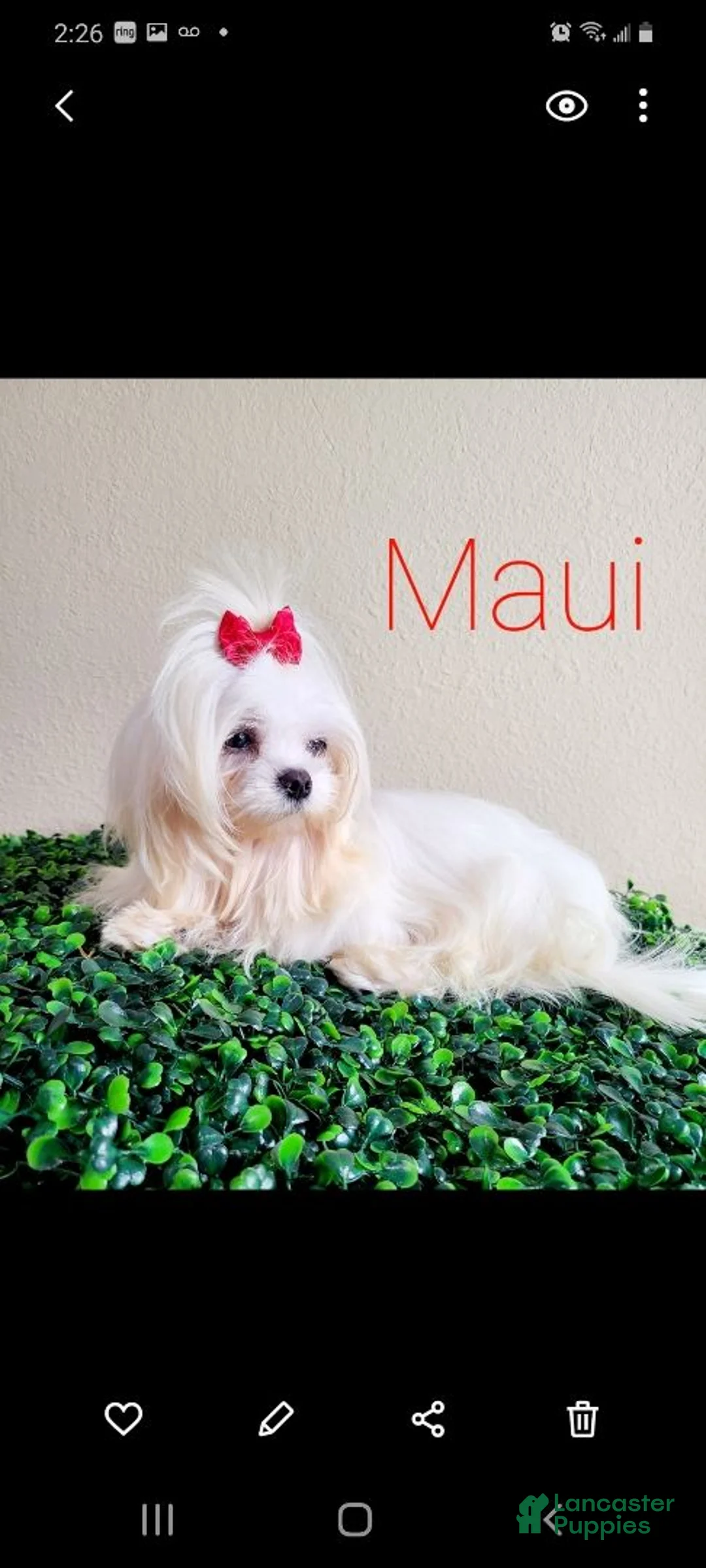 Maltese dogs for stud: Maui Stud  - Ad 5
