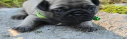 Pug dogs for sale: Luke - Ad 3