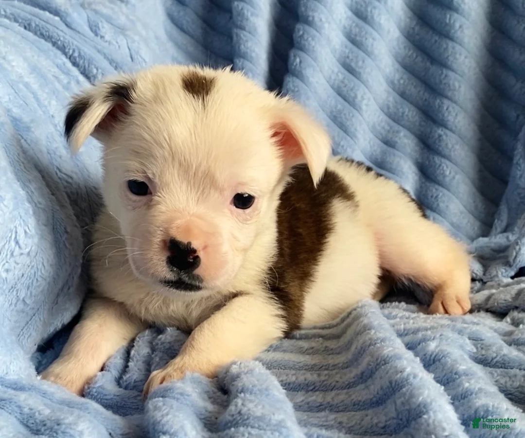 Mixed Breed dogs for sale: Lily - Ad 2