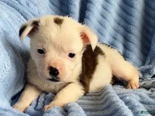 Mixed Breed dogs Lily - Ad 3