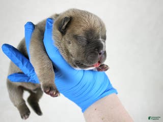 American Bully dogs Fawn male - Ad 36