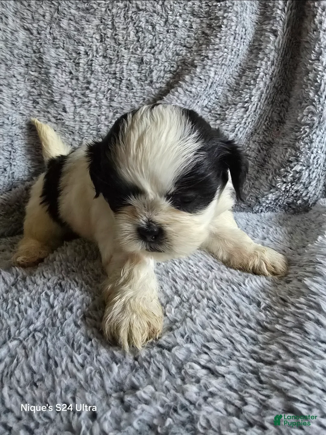 Shih Tzu dogs for sale: Nugget - Ad 2