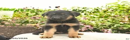 German Shepherd dogs for sale: Liam  - Ad 4