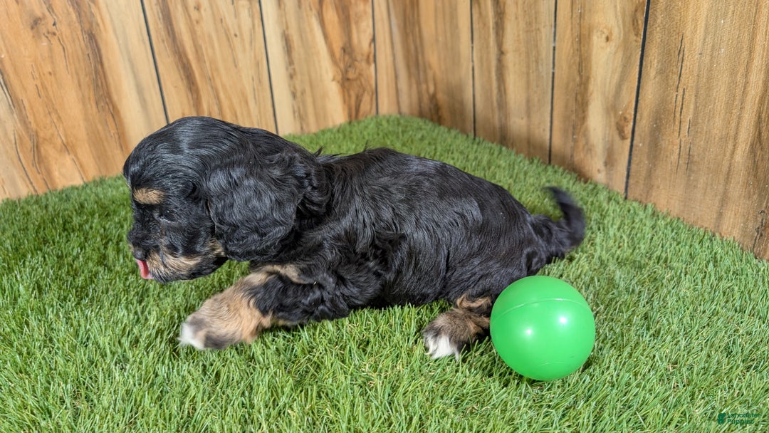 Cavapoo dogs for sale: Effie Boy 1 - Ad 5