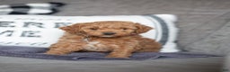 Mini Goldendoodle dogs for sale: Mini Goldendoodle Puppy 2 - Ad 2