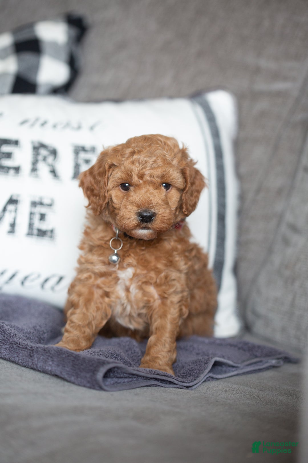 Mini Goldendoodle dogs for sale: Mini Goldendoodle Puppy 2 - Ad 2