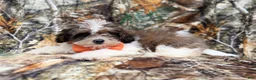 Shihpoo dogs for sale: Dagger - Ad 8