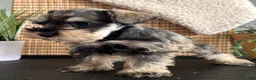 Miniature Schnauzer dogs for sale: Ruby - Ad 8