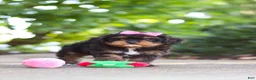 Cavapoo dogs for sale: Millie - Ad 12