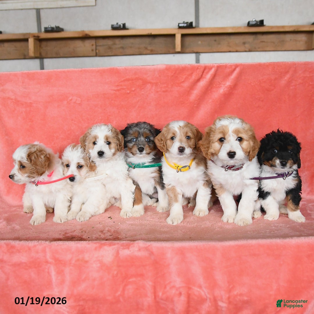 Mini Aussiedoodle dogs for sale: Callie - Ad 3