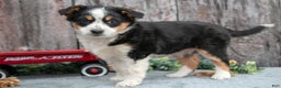 Mixed Breed dogs for sale: Rosie - Ad 3