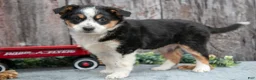 Mixed Breed dogs for sale: Rosie - Ad 3