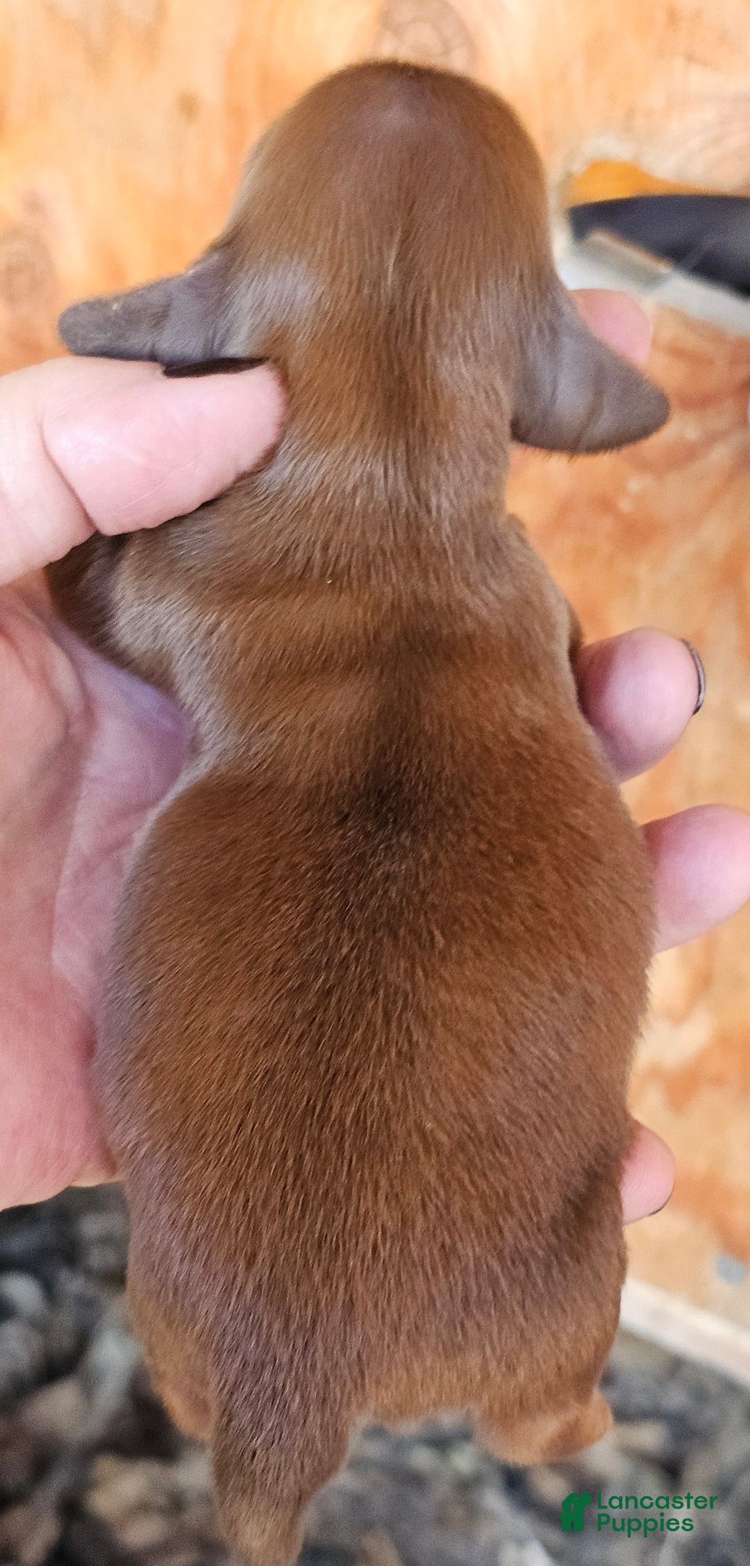 Miniature Dachshund dogs for sale: CT Long-haired  - Ad 6