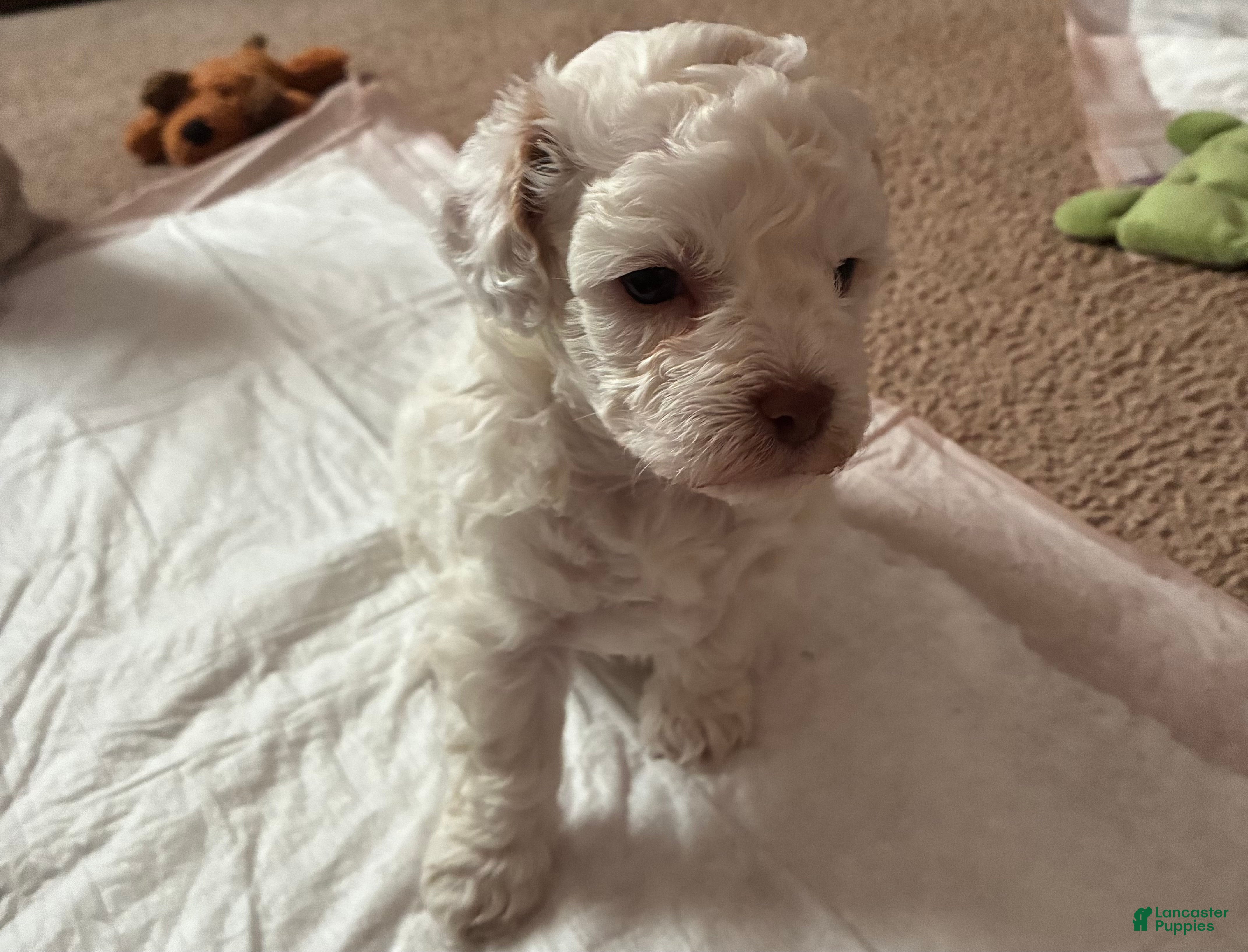 Shihpoo dogs for sale: Shihpoo 4 - Ad 5