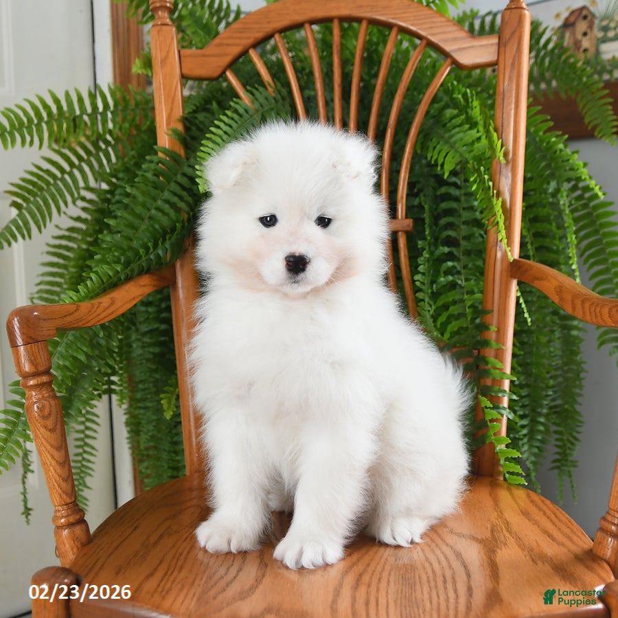 Samoyed dogs Rosie - Ad 2